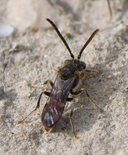 Nomada sp.